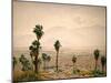 Palm Springs Desert-Gunnar Widforss-Mounted Art Print