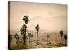 Palm Springs Desert-Gunnar Widforss-Stretched Canvas