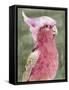 Palm Springs Parrot I-Stellar Design Studio-Framed Stretched Canvas