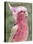 Palm Springs Parrot I-Stellar Design Studio-Stretched Canvas