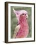 Palm Springs Parrot I-Stellar Design Studio-Framed Art Print