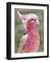 Palm Springs Parrot I-Stellar Design Studio-Framed Art Print