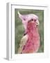 Palm Springs Parrot I-Stellar Design Studio-Framed Art Print