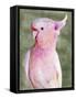 Palm Springs Parrot II-Stellar Design Studio-Framed Stretched Canvas