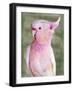 Palm Springs Parrot II-Stellar Design Studio-Framed Art Print