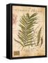 Palm Study I-Deborah Devellier-Framed Stretched Canvas