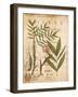 Palm Study II-Deborah Devellier-Framed Art Print