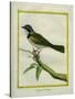 Palm Tanager-Georges-Louis Buffon-Stretched Canvas