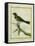 Palm Tanager-Georges-Louis Buffon-Framed Stretched Canvas