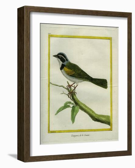 Palm Tanager-Georges-Louis Buffon-Framed Giclee Print