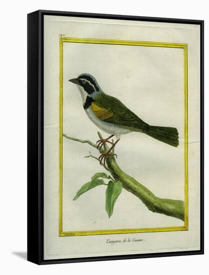 Palm Tanager-Georges-Louis Buffon-Framed Stretched Canvas