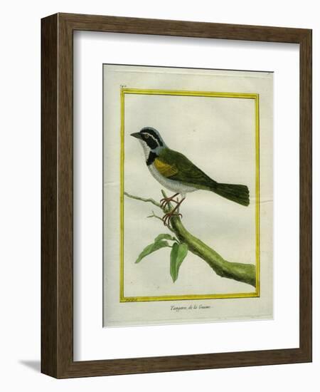 Palm Tanager-Georges-Louis Buffon-Framed Giclee Print