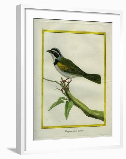 Palm Tanager-Georges-Louis Buffon-Framed Giclee Print