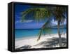 Palm Tee and Beach, Grand Anse Beach, Grenada, Windward Islands, Caribbean, West Indies-John Miller-Framed Stretched Canvas