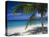 Palm Tee and Beach, Grand Anse Beach, Grenada, Windward Islands, Caribbean, West Indies-John Miller-Stretched Canvas