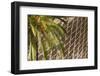 Palm the city ramparts, Palma, Majorca, Balearic Islands, Spain.-Nico Tondini-Framed Photographic Print