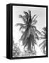 Palm Tree, 1925-Tina Modotti-Framed Stretched Canvas