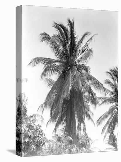 Palm Tree, 1925-Tina Modotti-Stretched Canvas