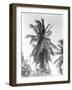 Palm Tree, 1925-Tina Modotti-Framed Giclee Print