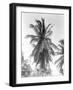 Palm Tree, 1925-Tina Modotti-Framed Giclee Print