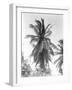 Palm Tree, 1925-Tina Modotti-Framed Giclee Print