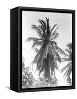 Palm Tree, 1925-Tina Modotti-Framed Stretched Canvas