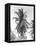 Palm Tree, 1925-Tina Modotti-Framed Stretched Canvas