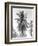 Palm Tree, 1925-Tina Modotti-Framed Giclee Print