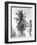 Palm Tree, 1925-Tina Modotti-Framed Giclee Print