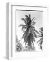 Palm Tree, 1925-Tina Modotti-Framed Giclee Print