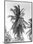 Palm Tree, 1925-Tina Modotti-Mounted Giclee Print