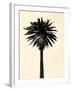 Palm Tree 1979 Tan-Erik Asla-Framed Photographic Print