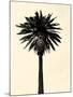 Palm Tree 1979 Tan-Erik Asla-Mounted Photographic Print