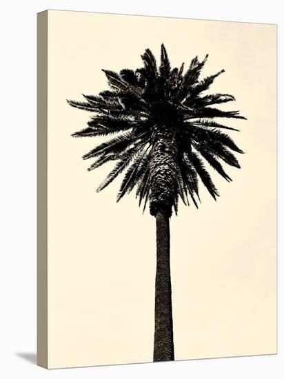 Palm Tree 1979 Tan-Erik Asla-Stretched Canvas