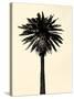 Palm Tree 1979 Tan-Erik Asla-Stretched Canvas