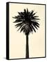 Palm Tree 1979 Tan-Erik Asla-Framed Stretched Canvas