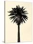 Palm Tree 1979 Tan-Erik Asla-Stretched Canvas