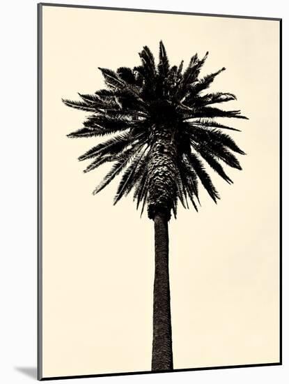 Palm Tree 1979 Tan-Erik Asla-Mounted Photographic Print