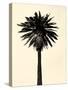 Palm Tree 1979 Tan-Erik Asla-Stretched Canvas