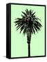 Palm Tree 1996 (Green)-Erik Asla-Framed Stretched Canvas