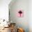 Palm Tree 1996 (Pink)-Erik Asla-Photographic Print displayed on a wall