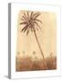 Palm Tree, 2015-Lincoln Seligman-Stretched Canvas