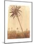 Palm Tree, 2015-Lincoln Seligman-Mounted Giclee Print