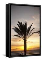 Palm Tree along Sea Promenade, Playa De Las Americas, Tenerife, Canary Islands, Spain-Guido Cozzi-Framed Stretched Canvas