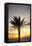 Palm Tree along Sea Promenade, Playa De Las Americas, Tenerife, Canary Islands, Spain-Guido Cozzi-Framed Stretched Canvas
