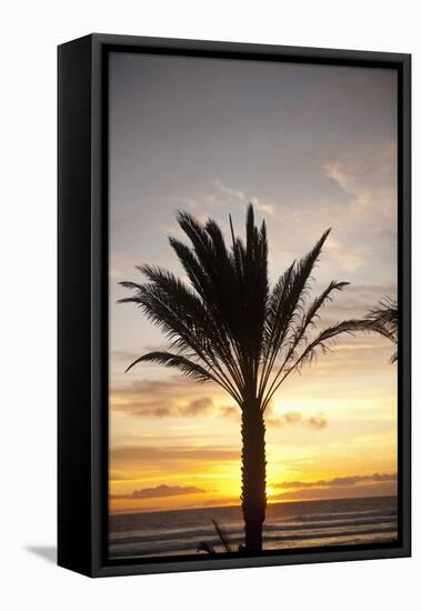 Palm Tree along Sea Promenade, Playa De Las Americas, Tenerife, Canary Islands, Spain-Guido Cozzi-Framed Stretched Canvas