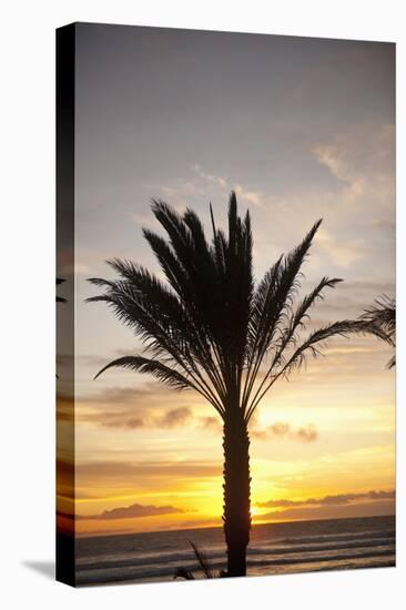 Palm Tree along Sea Promenade, Playa De Las Americas, Tenerife, Canary Islands, Spain-Guido Cozzi-Stretched Canvas