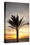 Palm Tree along Sea Promenade, Playa De Las Americas, Tenerife, Canary Islands, Spain-Guido Cozzi-Stretched Canvas