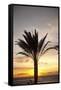 Palm Tree along Sea Promenade, Playa De Las Americas, Tenerife, Canary Islands, Spain-Guido Cozzi-Framed Stretched Canvas