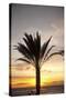 Palm Tree along Sea Promenade, Playa De Las Americas, Tenerife, Canary Islands, Spain-Guido Cozzi-Stretched Canvas